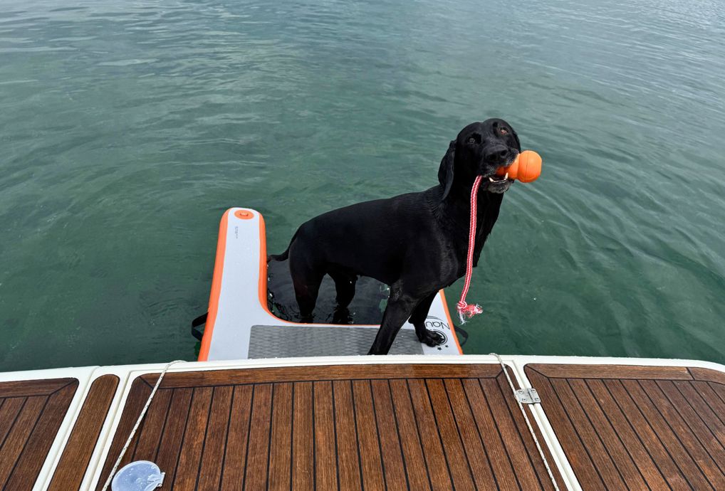 Hund über Bord - und wieder zurück